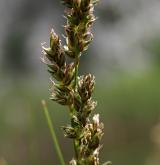 ostřice odchylná  <i>(Carex appropinquata)</i> / Květ/Květenství