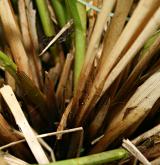 ostřice odchylná  <i>(Carex appropinquata)</i> / Stonek