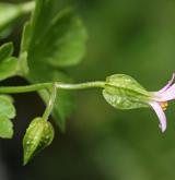 kakost lesklý <i>(Geranium lucidum)</i> / Květ/Květenství