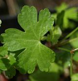 kakost lesklý <i>(Geranium lucidum)</i> / List