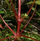 kakost lesklý <i>(Geranium lucidum)</i> / Stonek