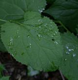 měsíčnice vytrvalá <i>(Lunaria rediviva)</i>