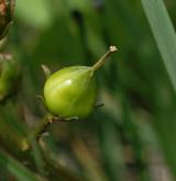 vachta trojlistá <i>(Menyanthes trifoliata)</i> / Plod