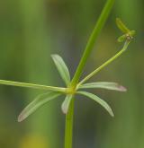 svízel prodloužený <i>(Galium elongatum)</i> / List