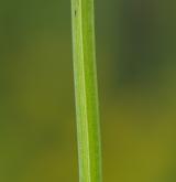 svízel prodloužený <i>(Galium elongatum)</i> / Stonek