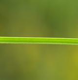 svízel prodloužený <i>(Galium elongatum)</i> / Stonek