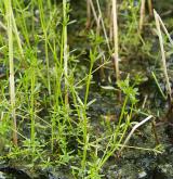 svízel prodloužený <i>(Galium elongatum)</i> / Habitus