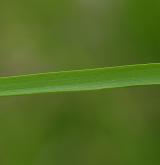 třtina šedavá <i>(Calamagrostis canescens)</i> / List