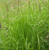 třtina šedavá <i>(Calamagrostis canescens)</i> / Habitus