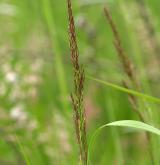 třtina šedavá <i>(Calamagrostis canescens)</i> / Květ/Květenství