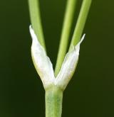 ptačinec bahenní <i>(Stellaria palustris)</i> / Ostatní
