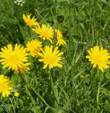 kozí brada východní <i>(Tragopogon orientalis)</i> / Květ/Květenství