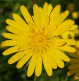 kozí brada východní <i>(Tragopogon orientalis)</i> / Květ/Květenství