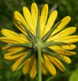 kozí brada východní <i>(Tragopogon orientalis)</i> / Květ/Květenství