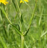 kozí brada východní <i>(Tragopogon orientalis)</i> / List