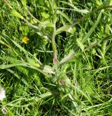 kozí brada východní <i>(Tragopogon orientalis)</i> / Stonek