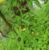 javor mandžuský <i>(Acer mandshuricum)</i> / Habitus
