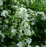 jabloň lesní <i>(Malus sylvestris)</i> / Habitus