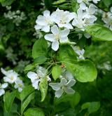 jabloň lesní <i>(Malus sylvestris)</i> / Květ/Květenství
