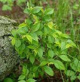 jilm nejkrásnější <i>(Ulmus ×elegantissima)</i> / Habitus