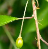 višeň chloupkatá <i>(Prunus subhirtella)</i> / Plod