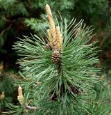 borovice Heldreichova <i>(Pinus heldreichii)</i> / Květ/Květenství