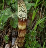 přeslička největší <i>(Equisetum telmateia)</i> / Habitus