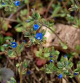 rozrazil trojklaný <i>(Veronica triphyllos)</i> / Habitus