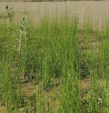 přeslička různobarvá <i>(Equisetum variegatum)</i> / Porost