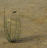 přeslička různobarvá <i>(Equisetum variegatum)</i> / Habitus