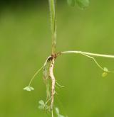 jetel rolní <i>(Trifolium arvense)</i> / Ostatní