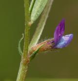vikev hrachorovitá <i>(Vicia lathyroides)</i> / Květ/Květenství