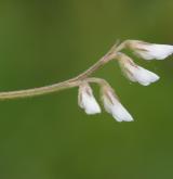 vikev chlupatá <i>(Vicia hirsuta)</i> / Květ/Květenství