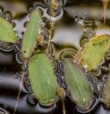 rdest rdesnolistý <i>(Potamogeton polygonifolius)</i> / Habitus