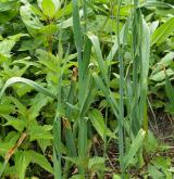 česnek ořešec <i>(Allium scorodoprasum)</i> / List