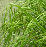 ostřice nedošáchor <i>(Carex pseudocyperus)</i> / Habitus