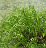 ostřice nedošáchor <i>(Carex pseudocyperus)</i> / Habitus