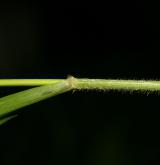 třtina rákosovitá <i>(Calamagrostis arundinacea)</i> / List