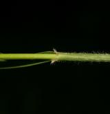 třtina rákosovitá <i>(Calamagrostis arundinacea)</i> / List