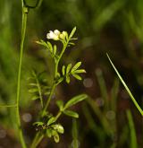 řeřišnice malokvětá <i>(Cardamine parviflora)</i> / Květ/Květenství