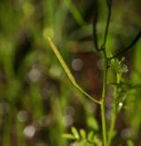 řeřišnice malokvětá <i>(Cardamine parviflora)</i> / Plod