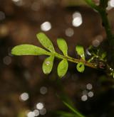 řeřišnice malokvětá <i>(Cardamine parviflora)</i> / List
