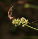 ostřice doubravní <i>(Carex fritschii)</i> / Květ/Květenství