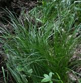 ostřice doubravní <i>(Carex fritschii)</i> / Habitus