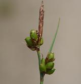 ostřice drobná <i>(Carex supina)</i> / Květ/Květenství