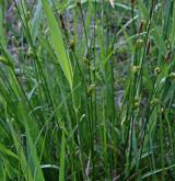 ostřice Hostova <i>(Carex hostiana)</i> / Habitus