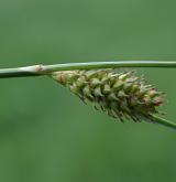 ostřice Hostova <i>(Carex hostiana)</i> / Plod