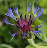 chrpa chlumní <i>(Centaurea triumfettii)</i> / Květ/Květenství