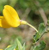 čilimník poléhavý <i>(Cytisus procumbens)</i> / Květ/Květenství