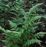 kapraď osténkatá <i>(Dryopteris carthusiana)</i> / Habitus